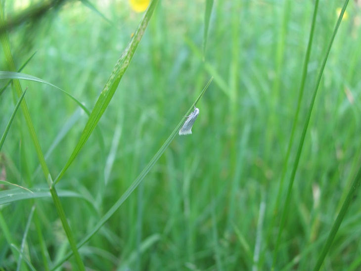 Elachista argentella? S